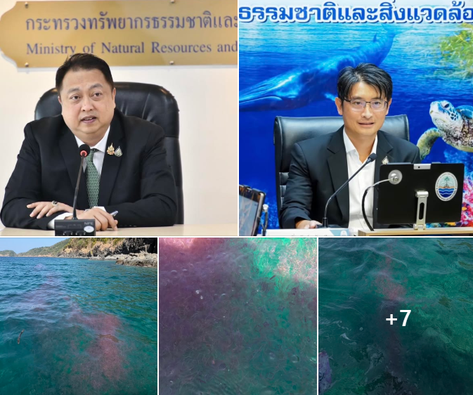 รองนายกฯ สุชาติ แจ้งเตือน "แมงกะพรุนไฟ" บริเวณเกาะแอว จ.ภูเก็ต แนะเลี่ยงกิจกรรมทางทะเลในระยะนี้