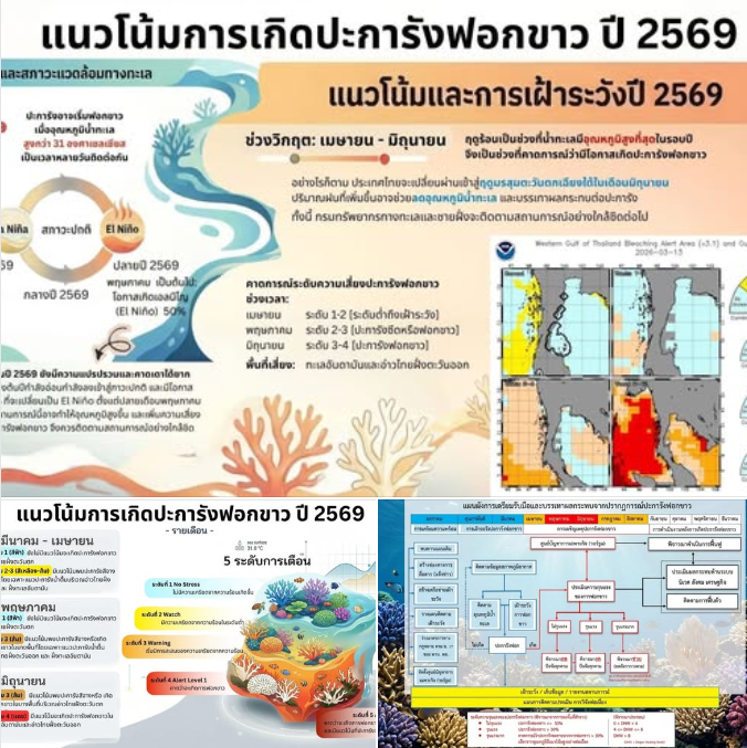 แนวโน้มการเกิดปะการังฟอกขาว ปี 2026 ของประเทศไทย