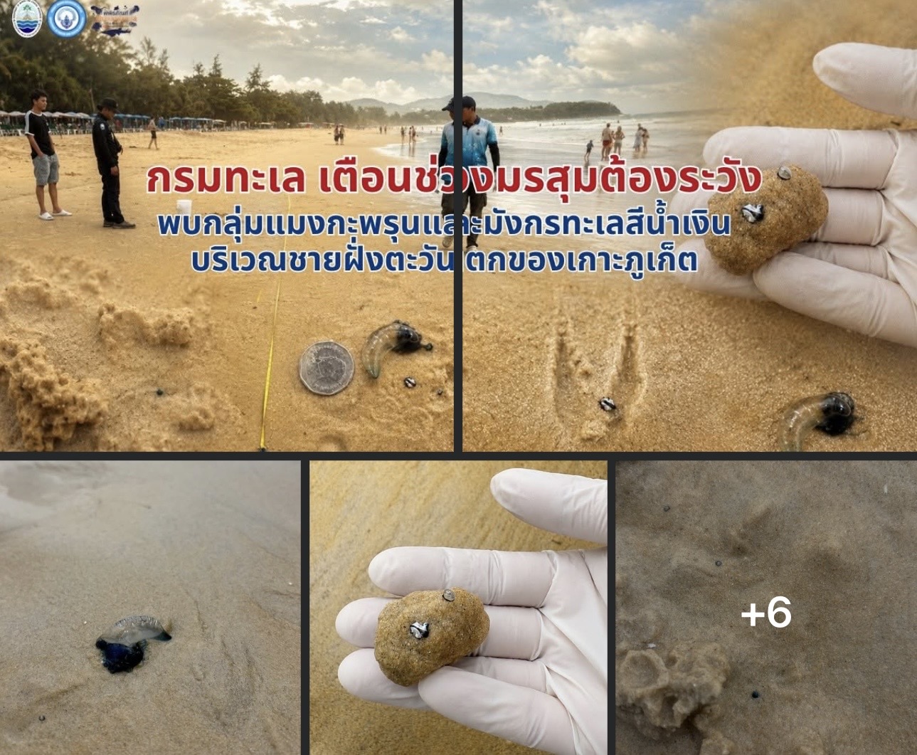 ทช. เตือนภัย! พบ “แมงกะพรุนหัวขวด” และสัตว์ทะเลมีพิษ เกยหาดกะรน ภูเก็ต ช่วงมรสุม