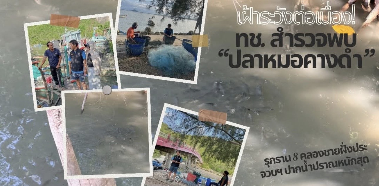 เฝ้าระวังต่อเนื่อง! ทช. สำรวจพบ “ปลาหมอคางดำ” รุกราน 8 คลองชายฝั่งประจวบฯ ปากน้ำปราณหนักสุด