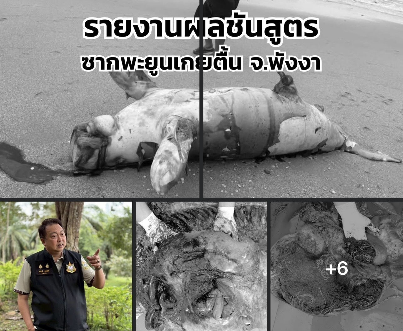 กรมทะเล เผยผลชันสูตรซากพะยูนเกยตื้น จ.พังงา คาดเสียชีวิตเฉียบพลัน
