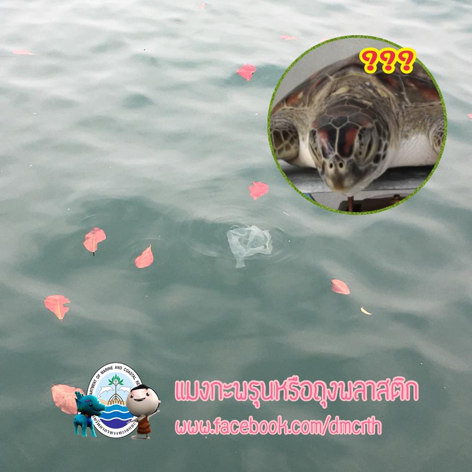 สวัสดี พี่น้องเครือข่ายรักษ์ทะเลไทย