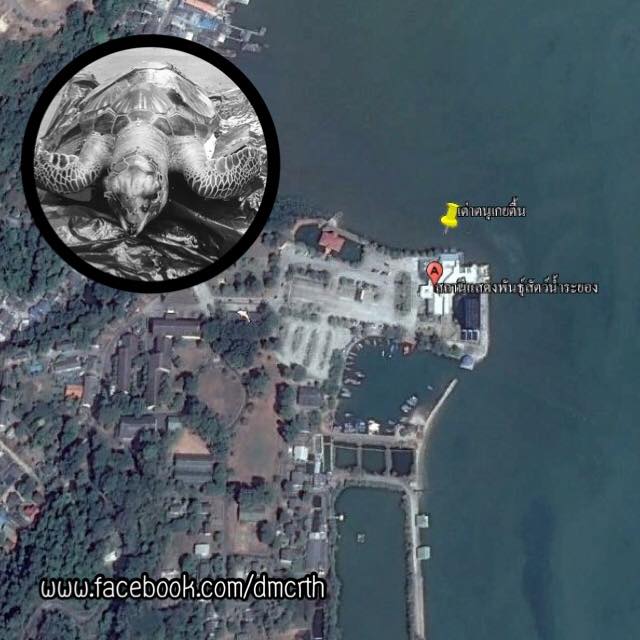 พบซากเต่าตนุ ทะเลระยอง