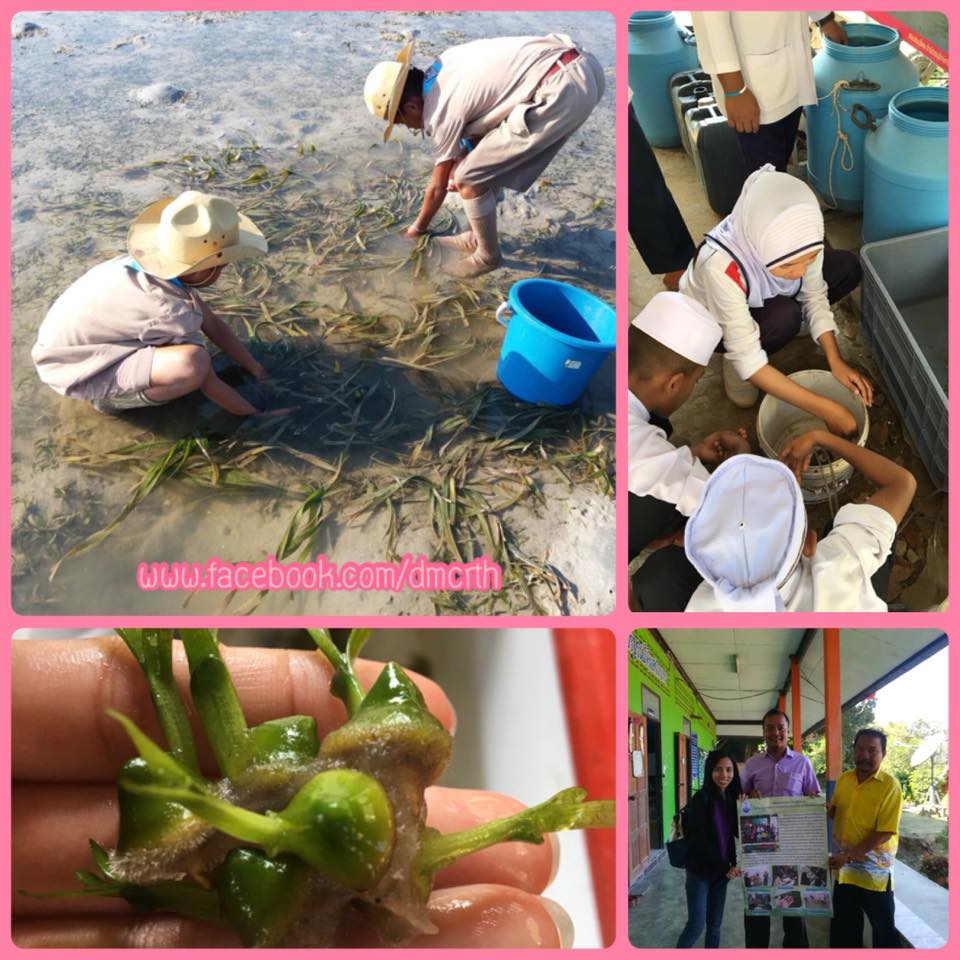พาน้องปฏิบัติจริง รวบรวมเมล็ดพันธุ์หญ้าทะเลเตรียมปลูก