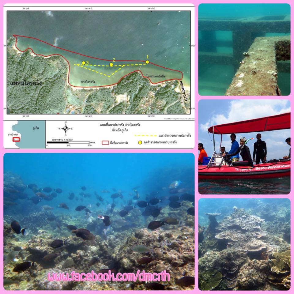 ผลสำรวจปะการังอ่าวไตรตรัง ในเขตตื้นเสียหายมาก