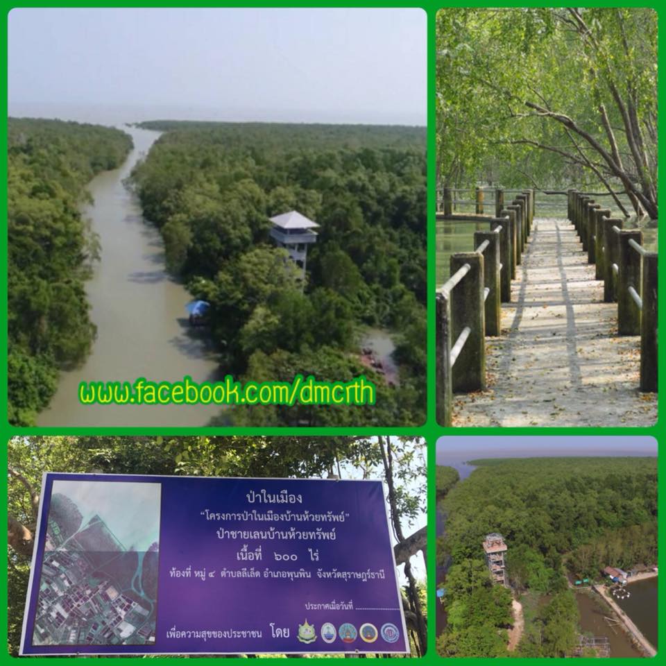 ทช. พร้อมเปิดป่าในเมืองแห่งที่๒ ชายฝั่งสุราษฎร์ธานี
