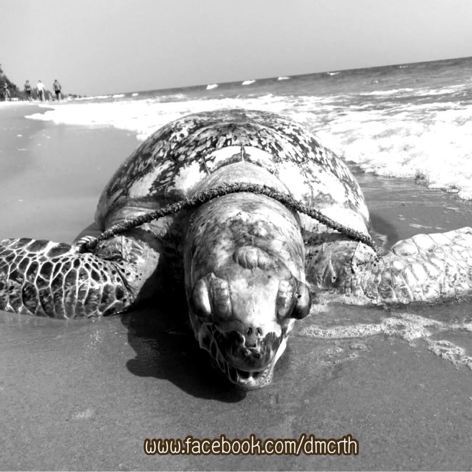 พบซากเต่าตนุ บริเวณชายหาดแกลง ทะเลระยอง