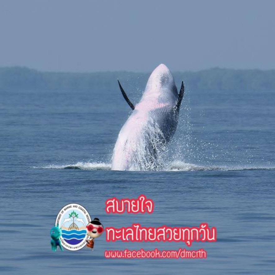 สวัสดี พี่น้องเครือข่ายรักษ์ทะเลไทย