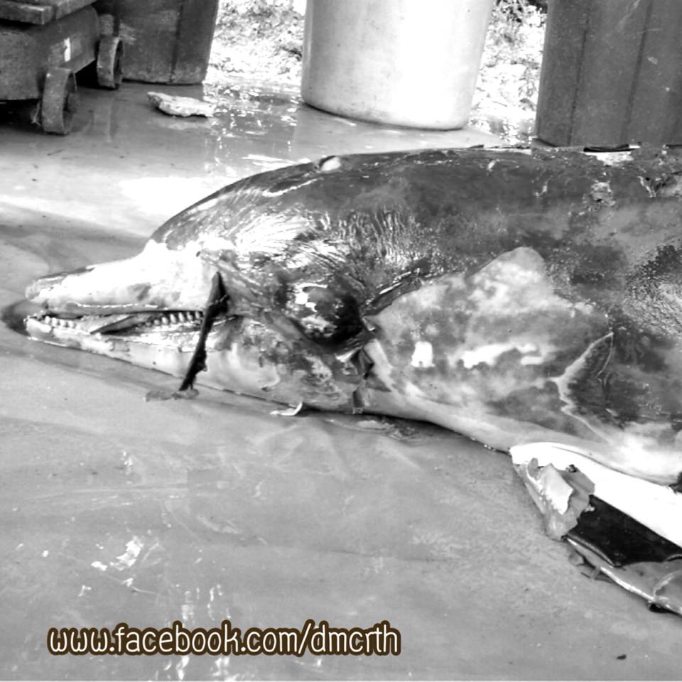 พบซากโลมาปากขวด ทะเลพังงา