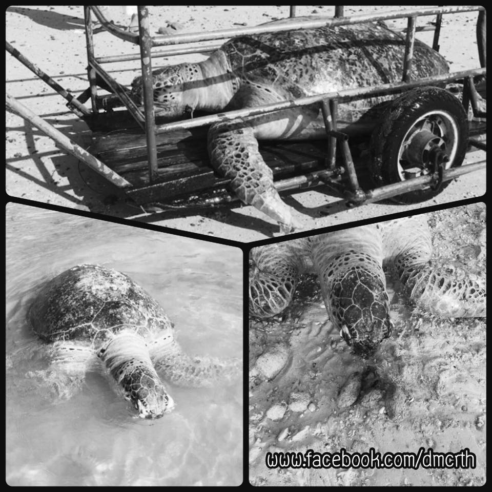 สลดใจ พบซากเต่าตนุขนาดใหญ่ เขตเกาะไหง ทะเลกระบี่