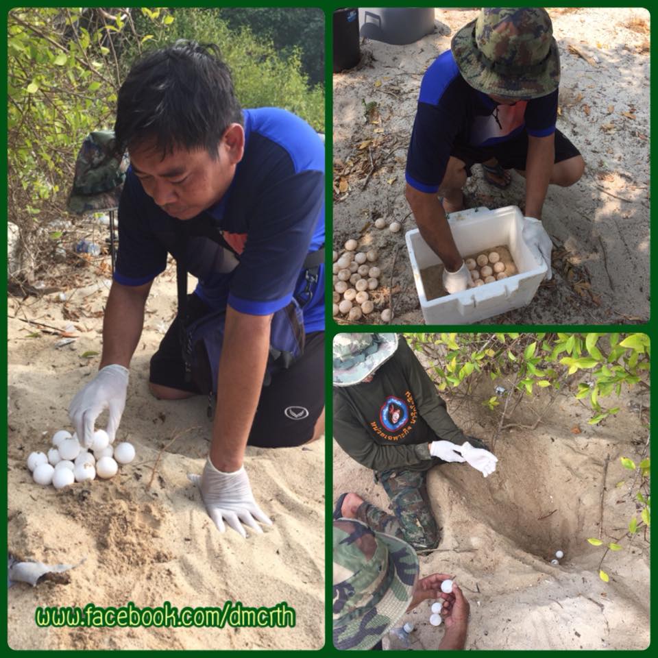 รวบรวมไข่เต่าจากเกาะคราม เพื่อเพาะขยายพันธุ์