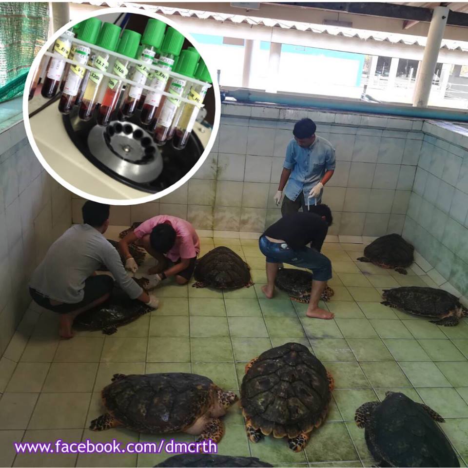 ศึกษาวิจัยด้านพันธุศาสตร์ในเต่าตนุและเต่ากระ