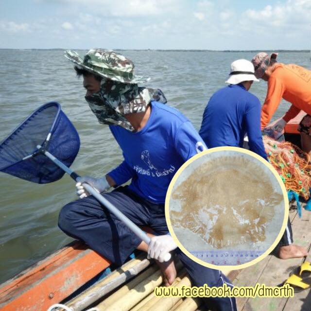 สำรวจแมงกะพรุนอ่าวไทยตอนบน ไม่พบชนิดมีพิษรุนแรง