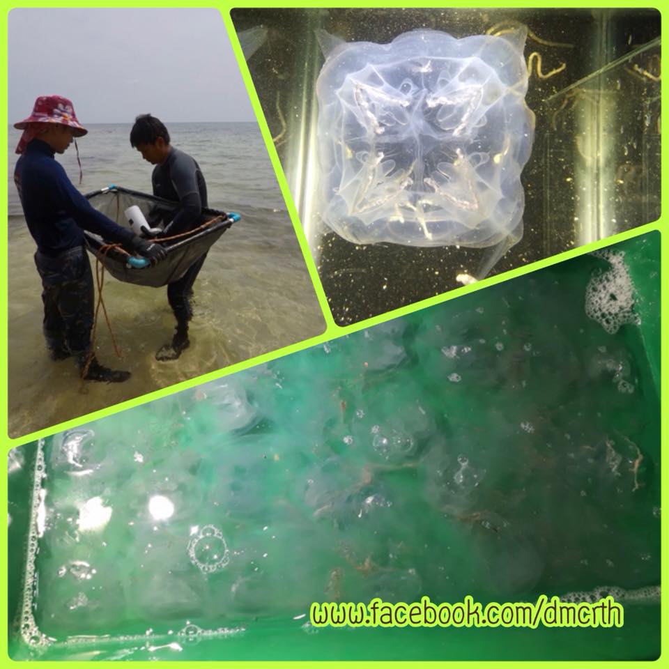 พบแมงกะพรุนกล่อง บริเวณอ่าวกะทิงและอ่าวขาว เกาะหมาก