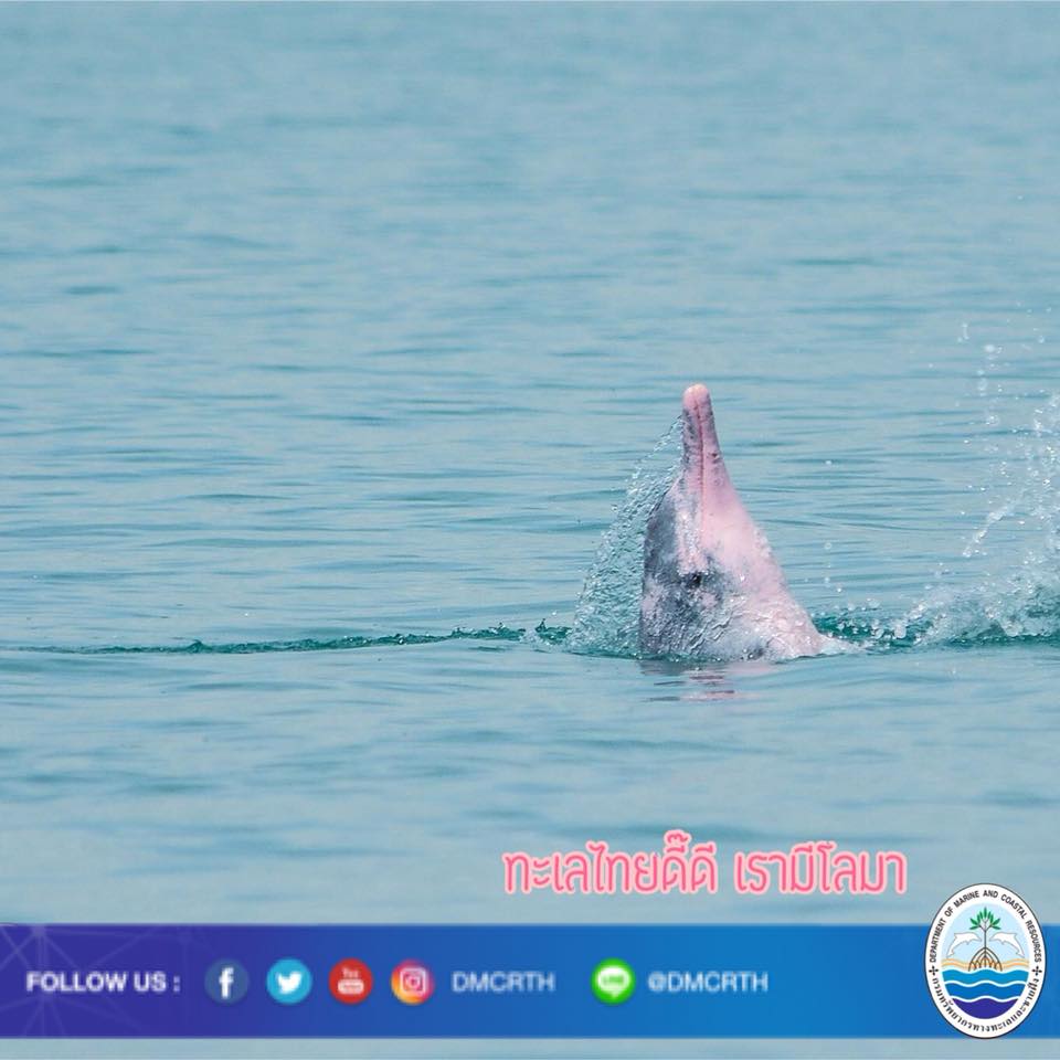 สวัสดี พี่น้องเครือข่ายรักษ์ทะเลไทย