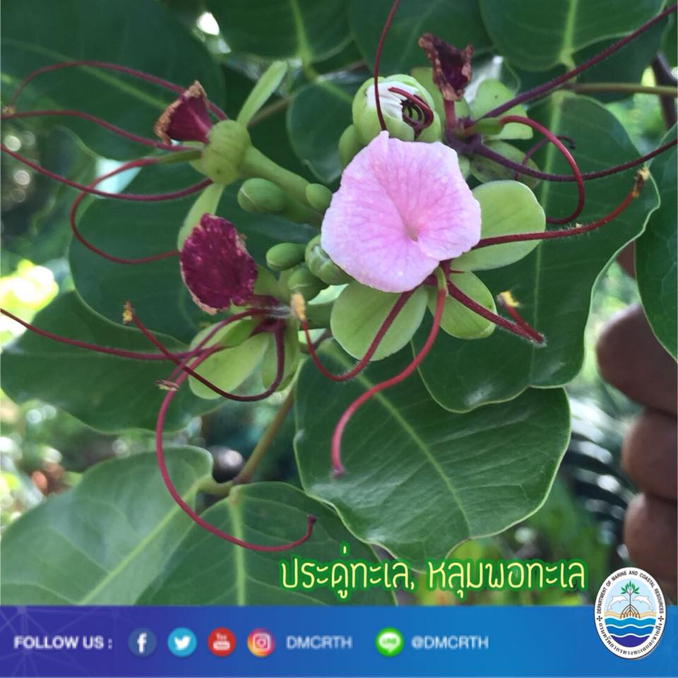 สวัสดี พี่น้องเครือข่ายรักษ์ทะเลไทย