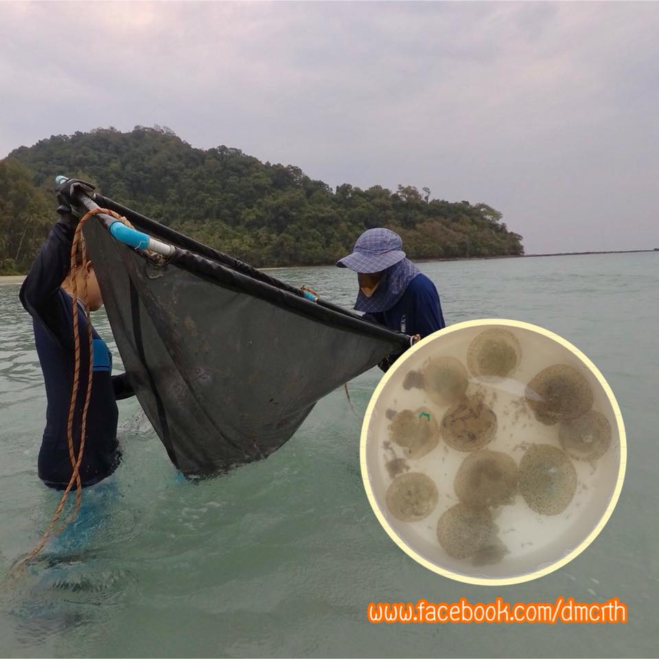 ผลสำรวจแมงกะพรุนพิษอ่าวและหาดคลองหิน เกาะกูด
