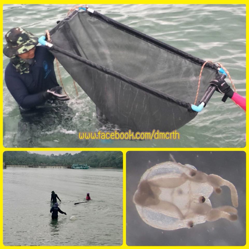 พบแมงกะพรุนกล่องชนิดพิษไม่รุนแรง หาดที่เกาะกูด