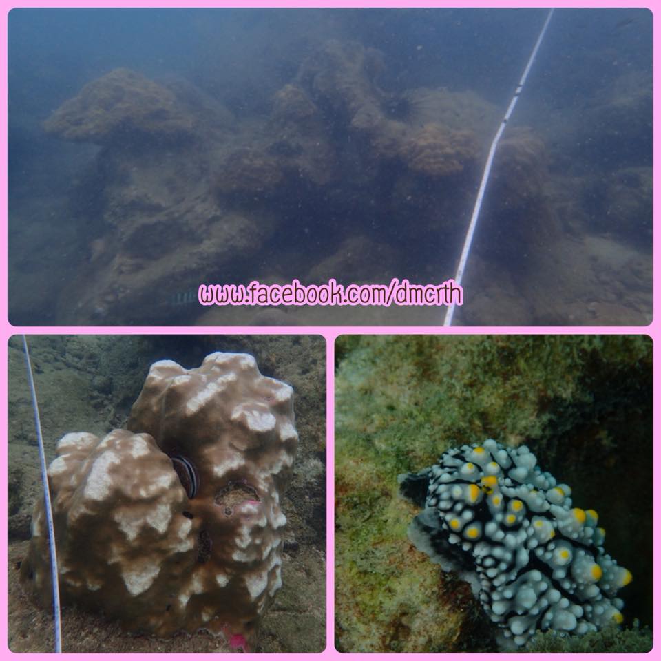 ผลการสำรวจสถานภาพปะการังแหลมตุ๊กแก ทะเลตราด