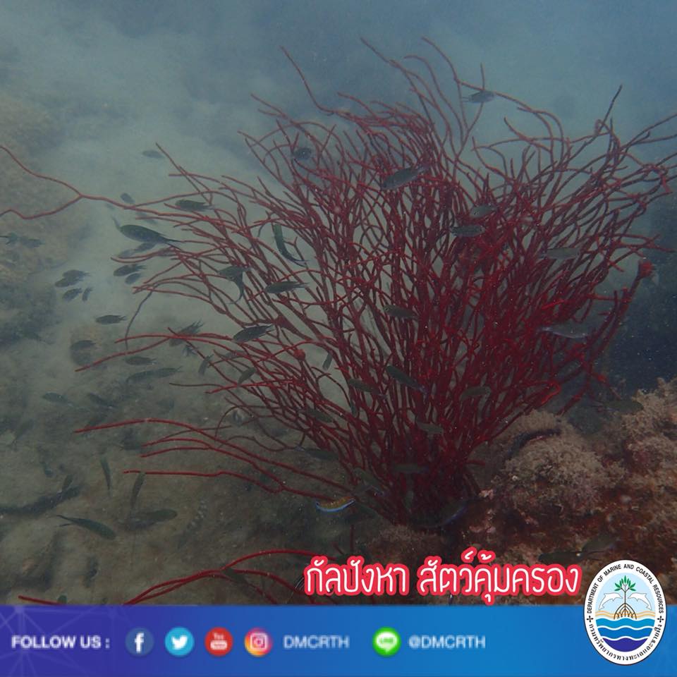 สวัสดี พี่น้องเครือข่ายรักษ์ทะเลไทย