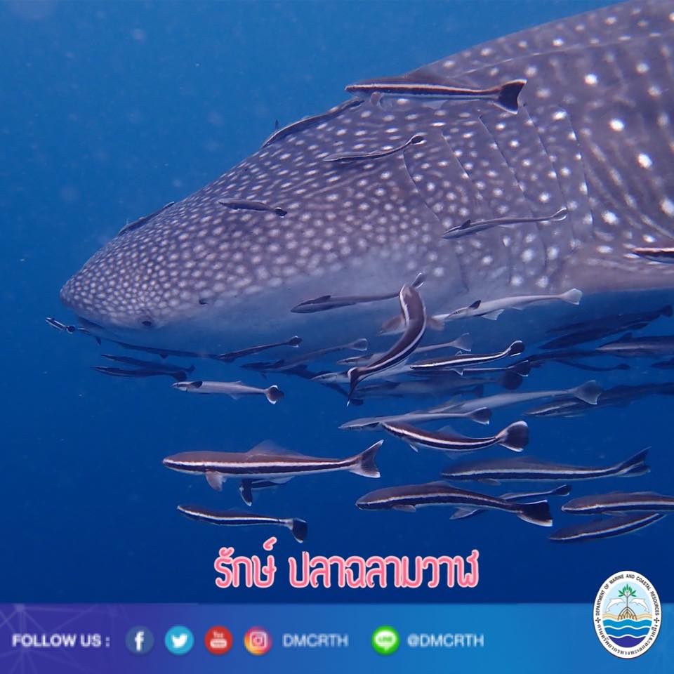 สวัสดี พี่น้องเครือข่ายรักษ์ทะเลไทย