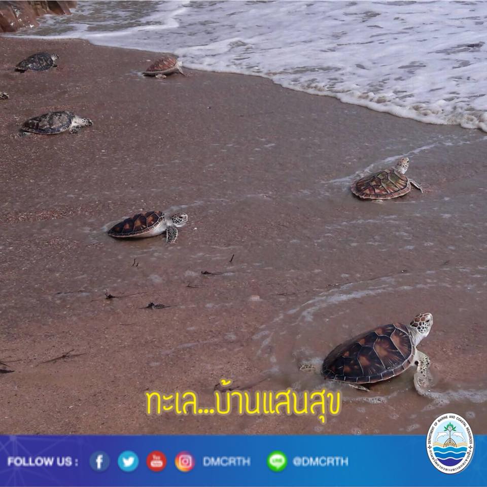 สวัสดี พี่น้องเครือข่ายรักษ์ทะเลไทย