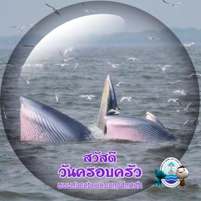 สวัสดี พี่น้องเครือข่ายรักษ์ทะเลไทย