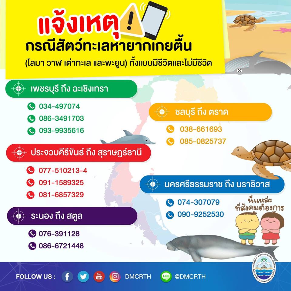ปัญหาสัตว์ทะเลหายากเกยตื้น คุณช่วยพวกเขาได้