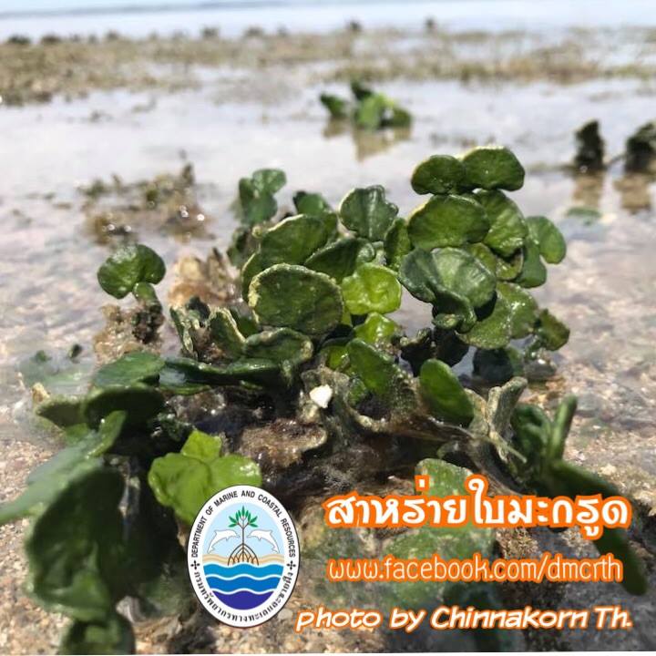 สวัสดี พี่น้องเครือข่ายรักษ์ทะเลไทย