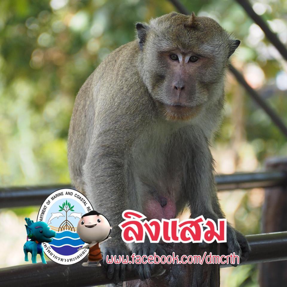 สวัสดี พี่น้องเครือข่ายรักษ์ทะเลไทย