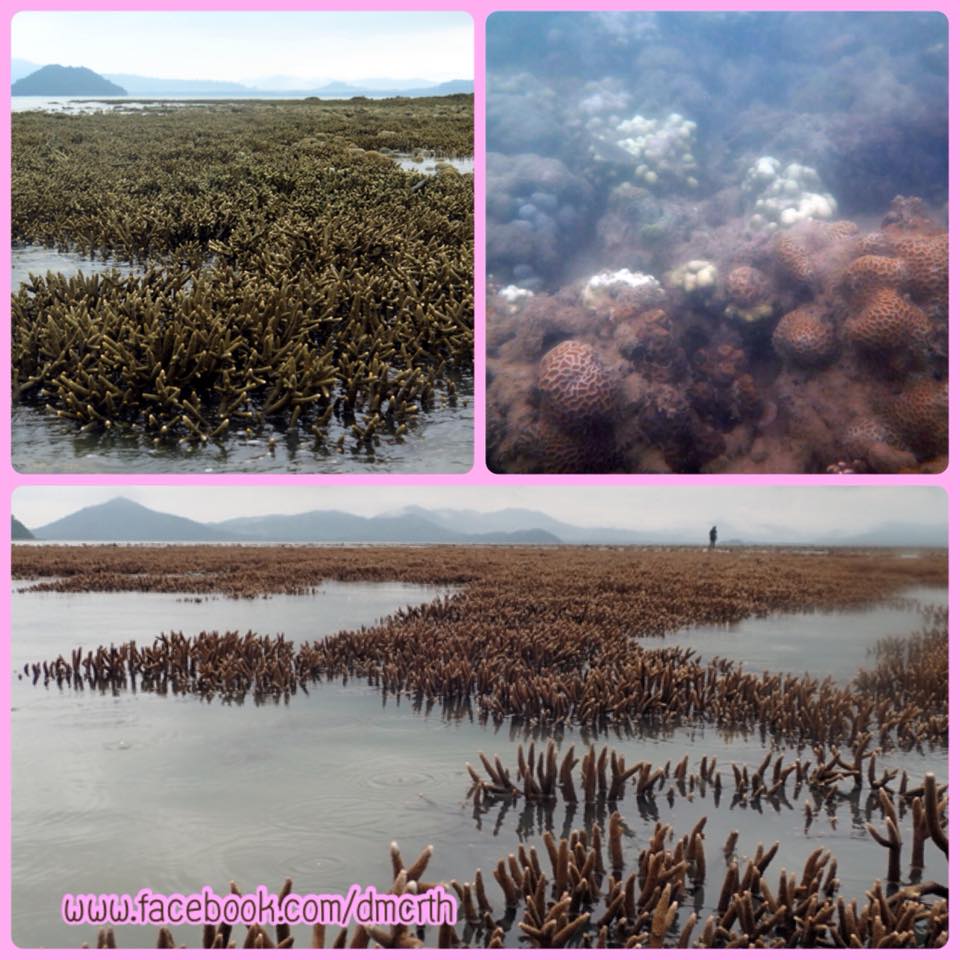 รายงานสถานภาพแนวปะการังบริเวณอ่าวกุ้ง จ.ภูเก็ต