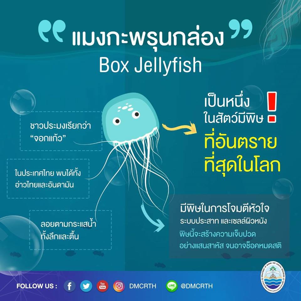 มารู้จักแมงกะพรุนกล่อง