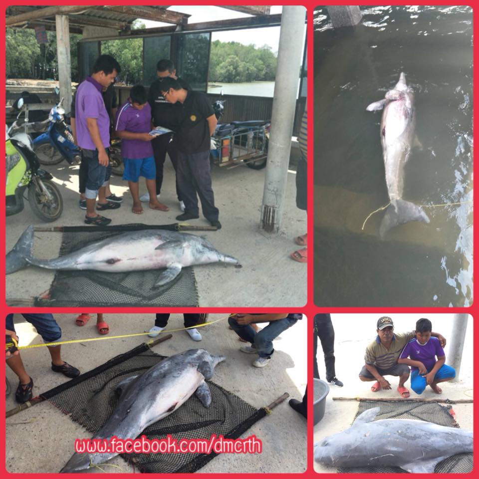 พบซากโลมาเกยตื้น บริเวณท่าเทียบเรือบ้านแหลม ตรัง