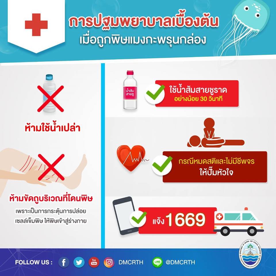 ย่างเข้าหน้าฝน แมงกะพรุนเขาก็เริ่มมา