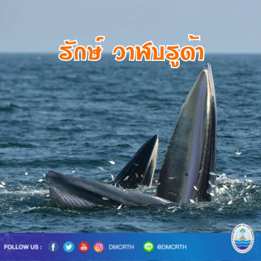 สวัสดี พี่น้องเครือข่ายรักษ์ทะเลไทย