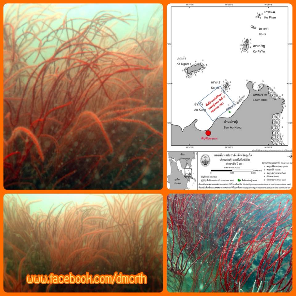 สำรวจปะการังอ่าวกุ้ง ทะเลภูเก็ต เพิ่มเติม