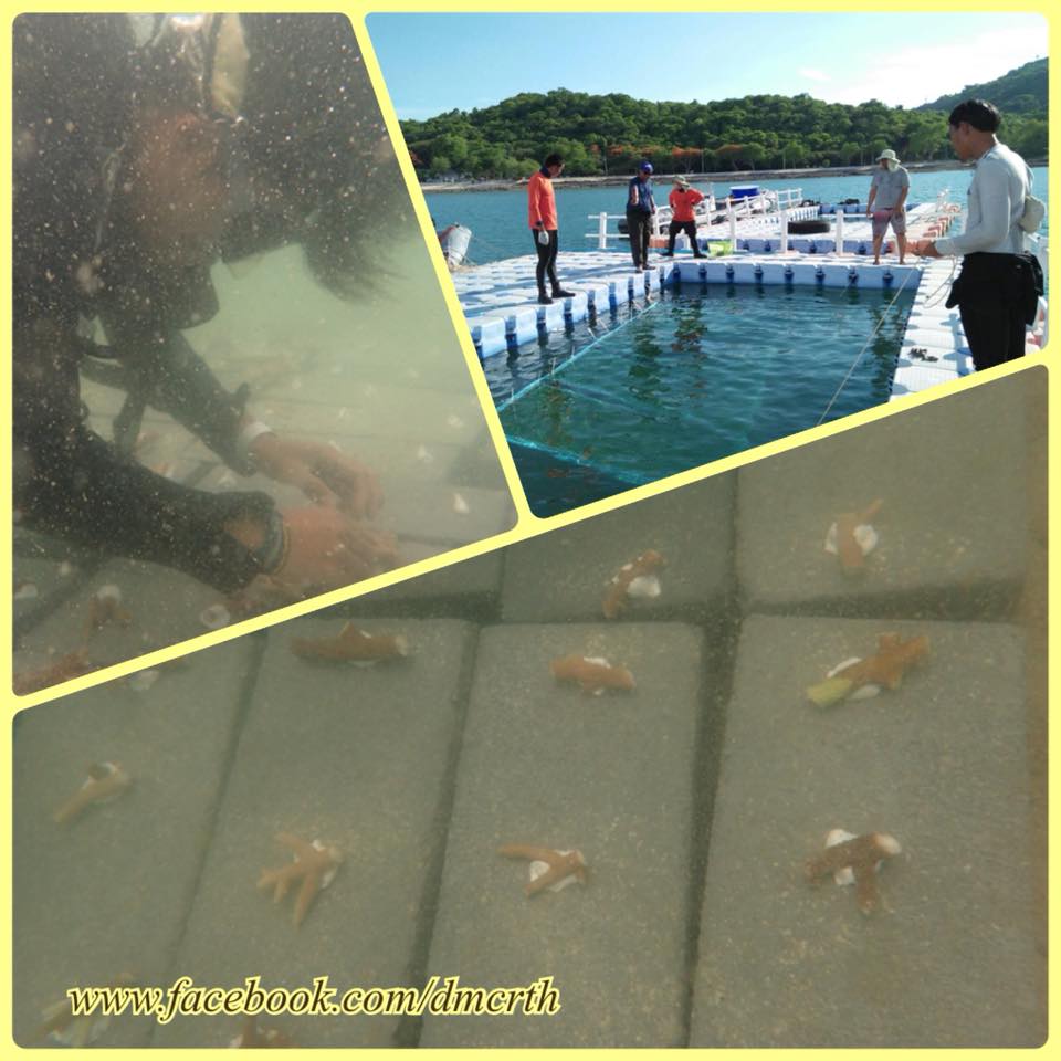 ฟื้นฟูปะการัง เกาะร้านดอกไม้