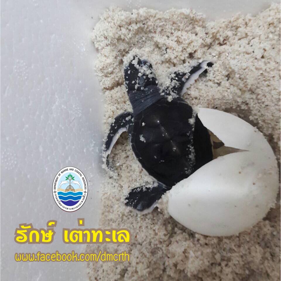 สวัสดี พี่น้องเครือข่ายรักษ์ทะเลไทย