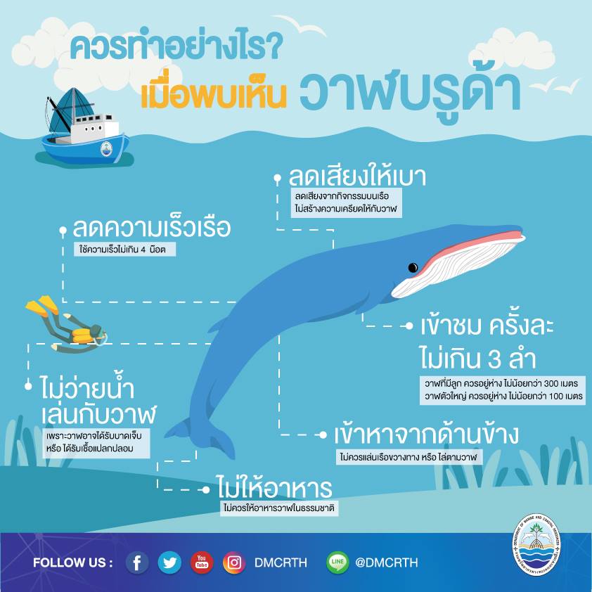 การเข้าชม วาฬบรูด้า ที่ผ่านมาของเราดีกับเขาไหมน้าาา