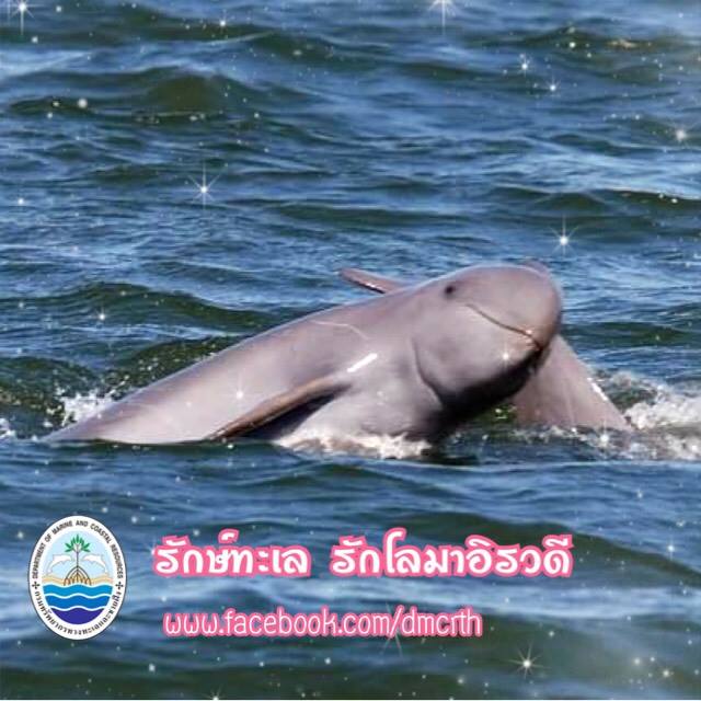สวัสดี พี่น้องเครือข่ายรักษ์ทะเลไทย