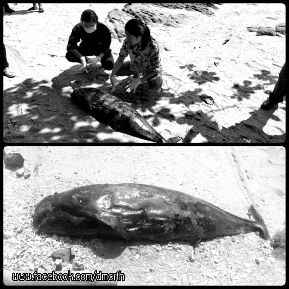 สุดเศร้า...พบซากโลมา เกยตื้นหาดชลบุรี
