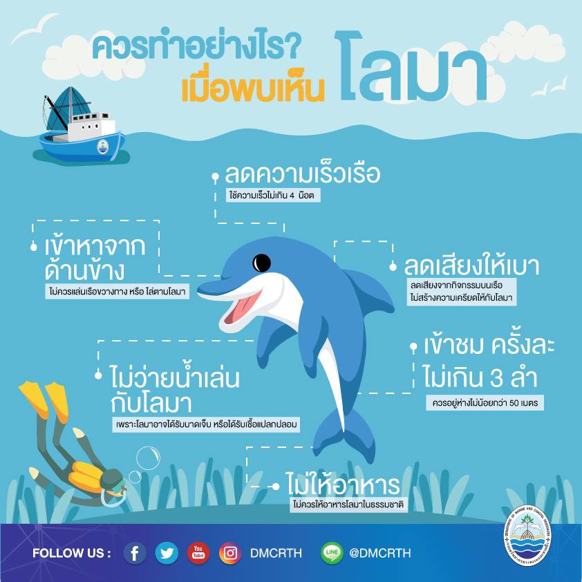 ถึงคิวการชม โลมา ที่พวกเราควรปฏิบัติต่อพวกเขาอย่างไร