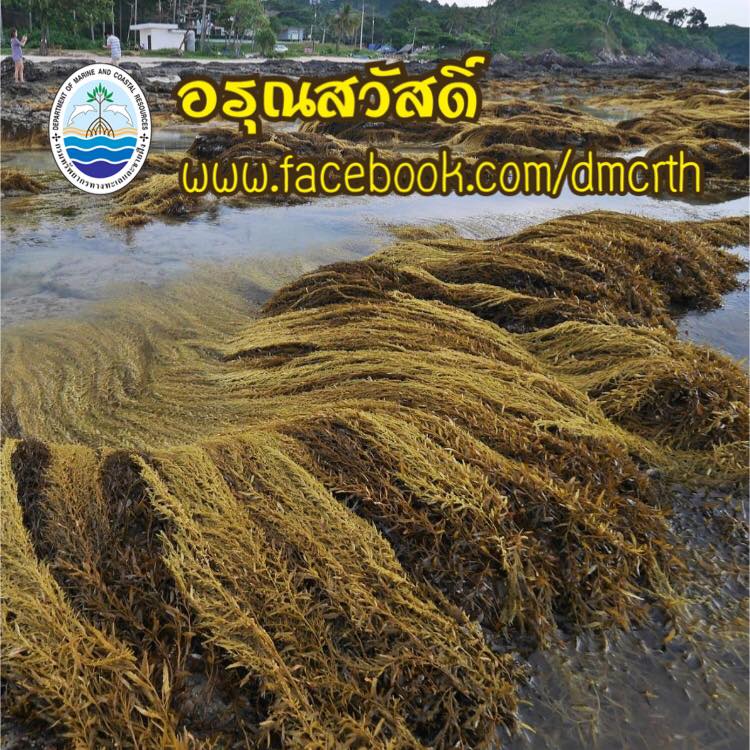สวัสดี พี่น้องเครือข่ายรักษ์ทะเลไทย