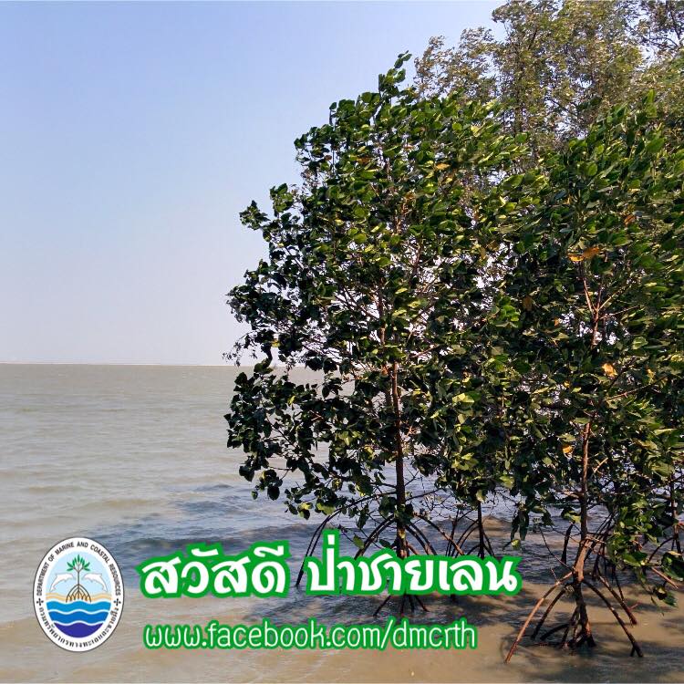 สวัสดี พี่น้องเครือข่ายรักษ์ทะเลไทย