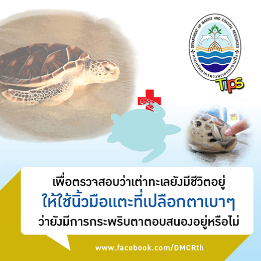 การตรวจสอบเต่าทะเลว่ายังมีชีวิตอยู่