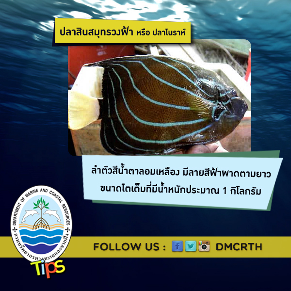 ปลาสินสมุทรวงฟ้า หรือ ปลาโนราห์