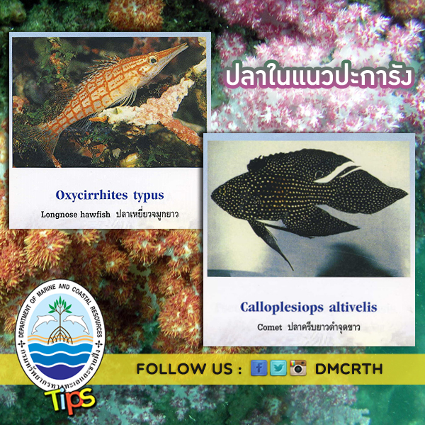 ปลาในแนวปะการัง