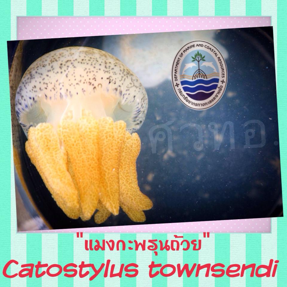 "ภาพถ่ายหน้าตรง ดาราคนดังจากทะเลวันนี้"