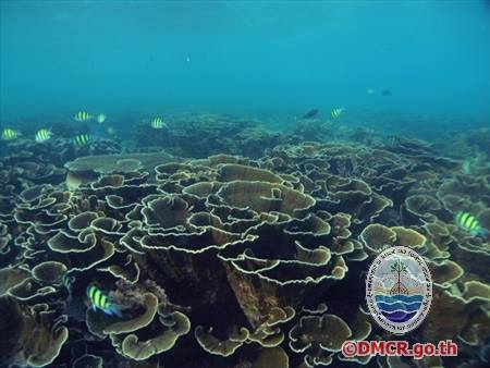 ปะการังชนิด "Montipora aequituberculata"