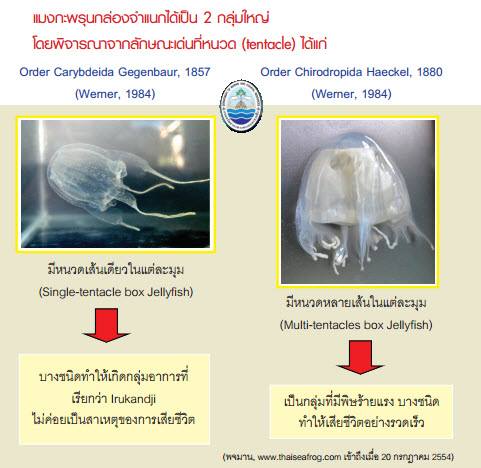 "เรียนรู้เพื่อนเราในทะเล แมงกะพรุนกล่อง"